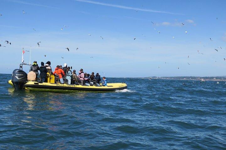 Hoteller i nærheden af Lisbon Dolphin Watching Ocean Safari