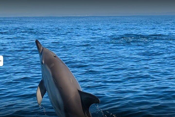 Hoteller i nærheden af Lisbon Dolphin Watching Ocean Safari
