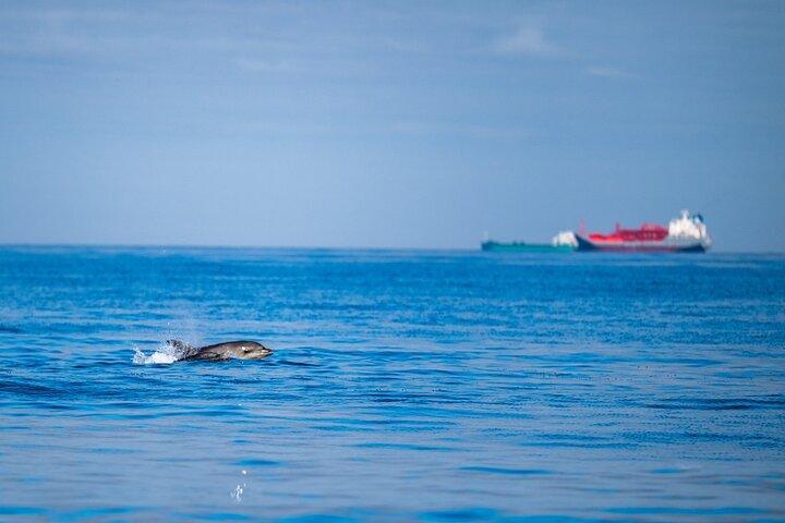 Hoteller i nærheden af Lisbon Dolphin Watching Ocean Safari