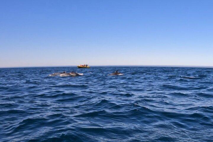 Lissabon Delfinskådning Ocean Safari