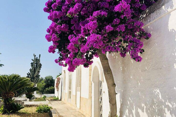 Olijfolietour en proeverij in Ostuni