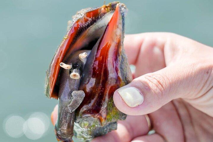 プライベートアンナマリア島ボートツアーシュノーケリング、イルカ、サンドバー