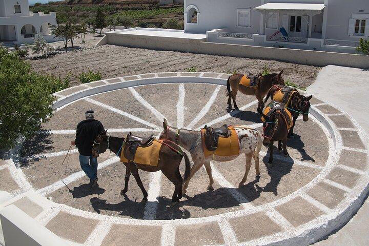 Excursión de un día a True Santorini Experience
