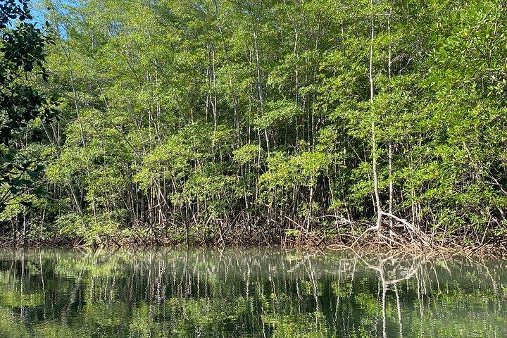 タマリンド マングローブ森林国立公園でのカヤック