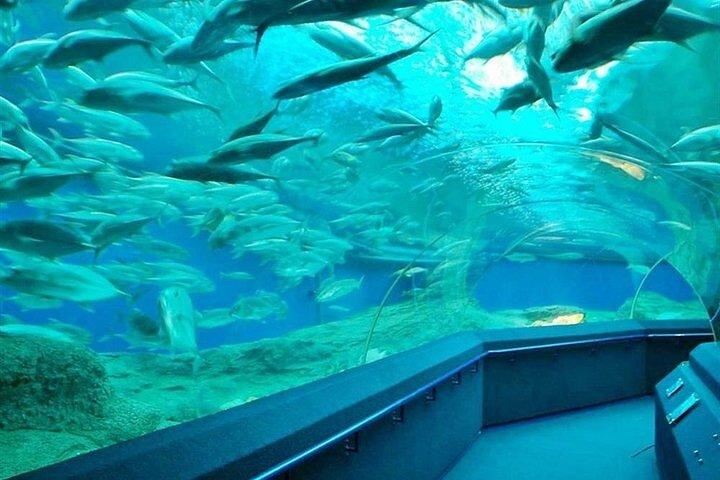 パタヤ・アンダーウォーター・ワールド水族館（プライベート送迎付き）