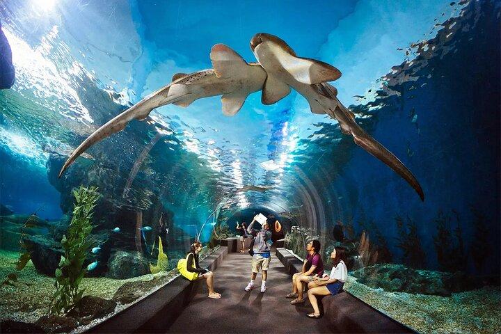 Pattaya Underwater World Aquarium con trasferimento privato