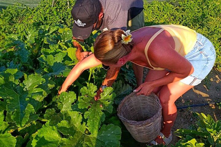 Cours de cuisine Dîner au coucher du soleil et visite à Paros Farm