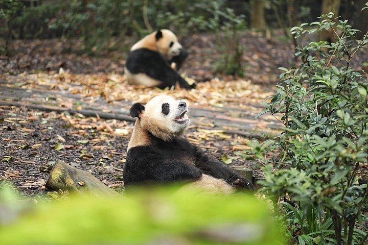 Private Chengdu Panda Base Tour mit Abholung vom Hotel