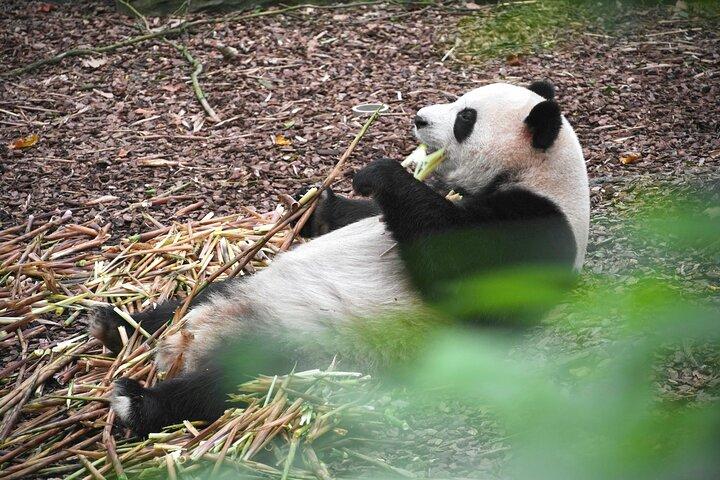 Privérondleiding door de Chengdu Panda-basis met hotelophaling