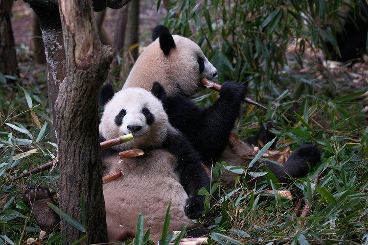 Privérondleiding door de Chengdu Panda-basis met hotelophaling