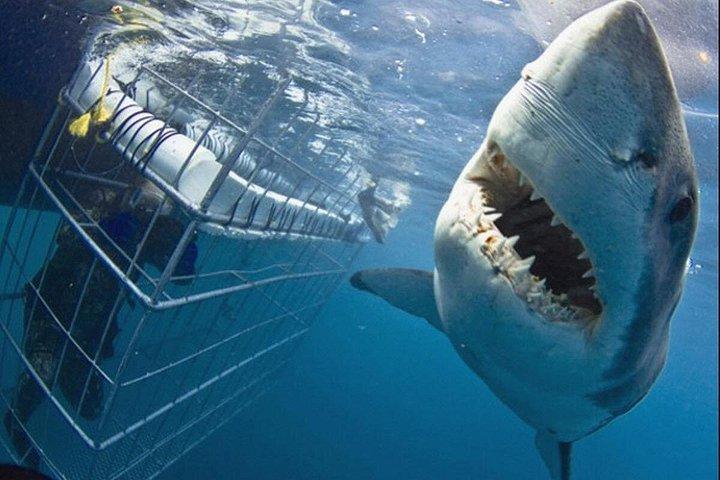 Cape town Tour Hermanus Shark Cage Diving with Transport