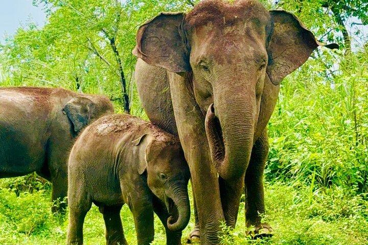 Private Tour durch den Minneriya-Nationalpark