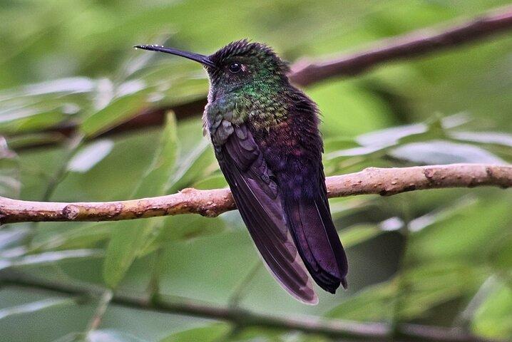 Volcán Arenal Privado - Parque Nacional Tortuguero (3 días / 2 noches)