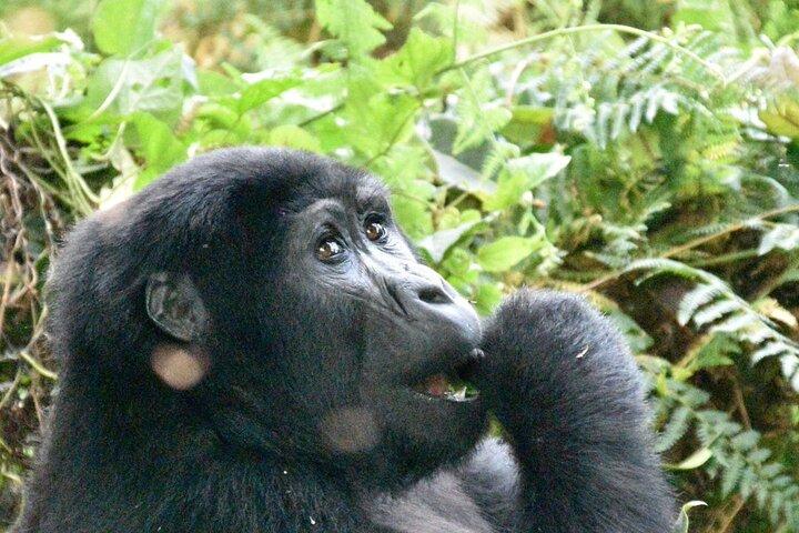 3 dias Gorilla Trek em Uganda