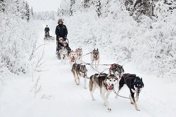 Rovaniemi Husky Safari Guided Sled Ride in Lapland