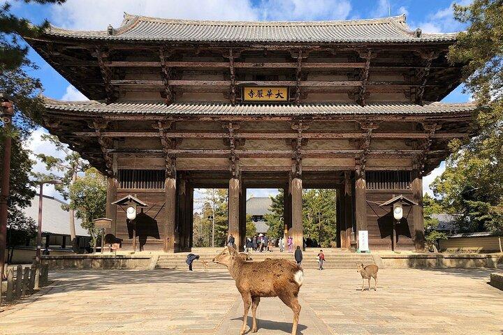 Osaka / Kyoto: Todai-ji, Nara Park, Fushimi Inari og Byodo-in