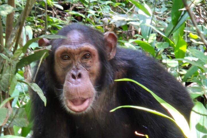 12 Giorni Safari di vacanza con scimmie dorate, gorilla e scimpanzé
