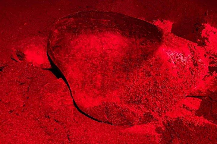 Sea Turtle Nesting and Hatching Tour Samara and Carrillo