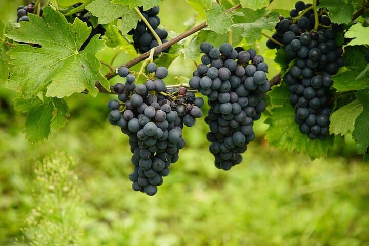 Uncork the Cape : Stellenboch Half Day Wine Tour