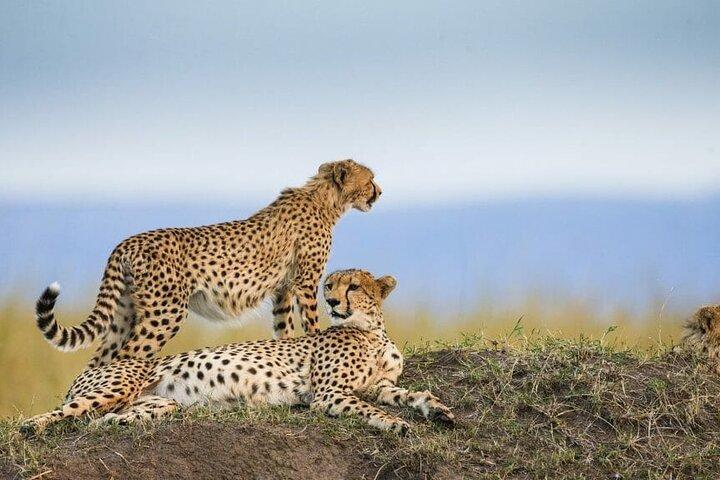 Tour de lujo de 3 días en Tanzania Safari Manyara Ngorongoro