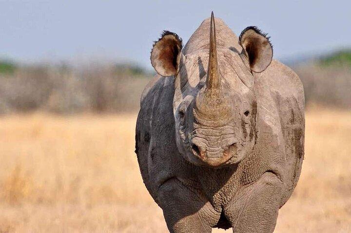 Tour de lujo de 3 días en Tanzania Safari Manyara Ngorongoro