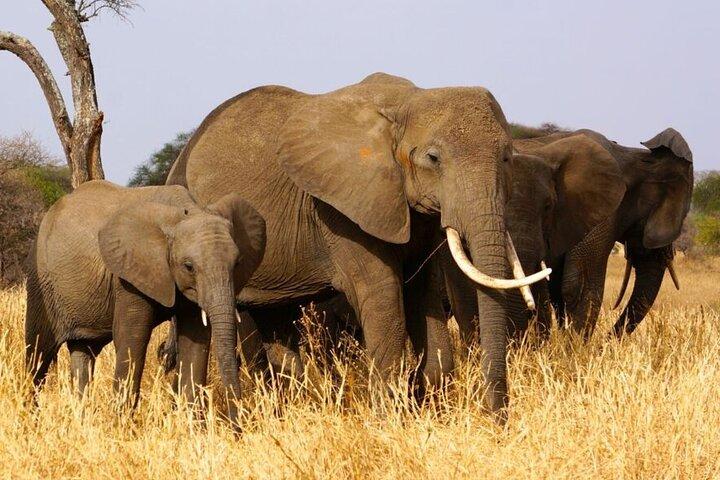 Tour de lujo de 3 días en Tanzania Safari Manyara Ngorongoro