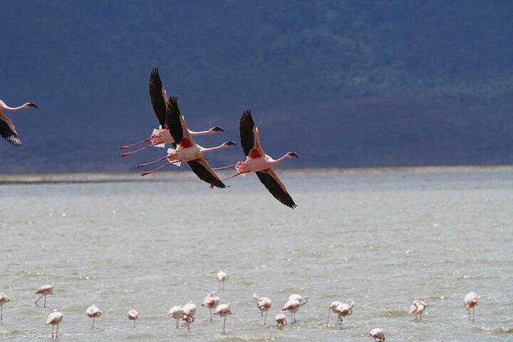 Tour de lujo de 3 días en Tanzania Safari Manyara Ngorongoro