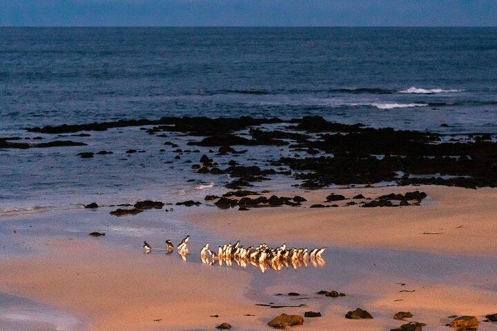 メルボルン発フィリップ島ペンギンパレード日帰りツアー