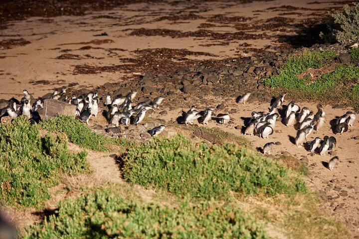 メルボルン発フィリップ島ペンギンパレード日帰りツアー