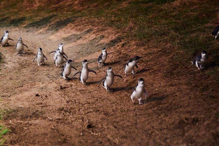 メルボルン発フィリップ島ペンギンパレード日帰りツアー