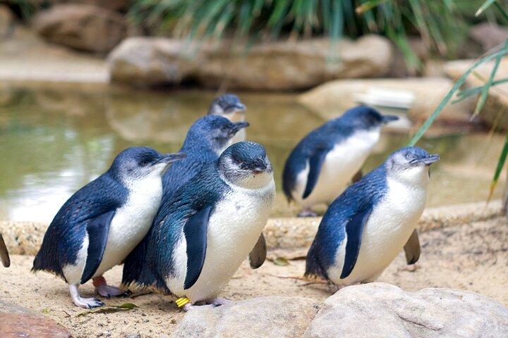 Phillip Island Penguin Parade Day Tour saindo de Melbourne