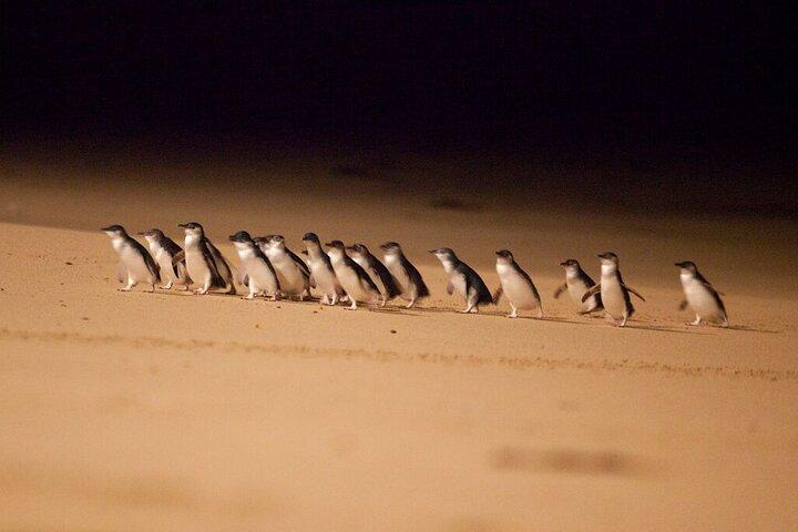 メルボルン発フィリップ島ペンギンパレード日帰りツアー