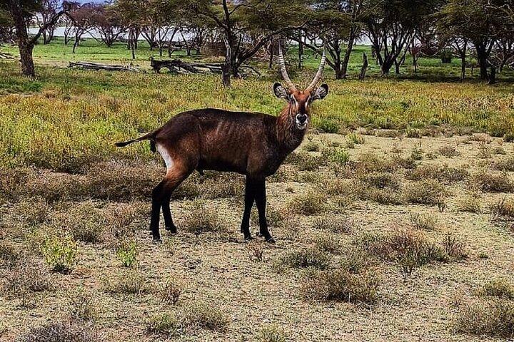Nairobi: Crescent Island Walking Safari and Lake Naivasha
