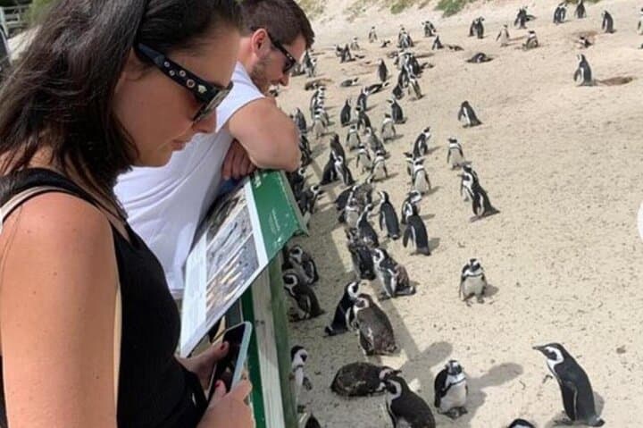 Table Mountain and Boulder Penguins Half Day Tour