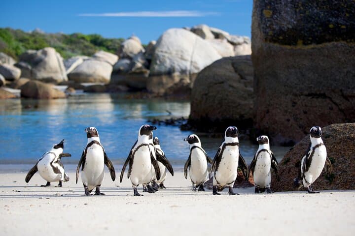 Table Mountain and Boulder Penguins Half Day Tour