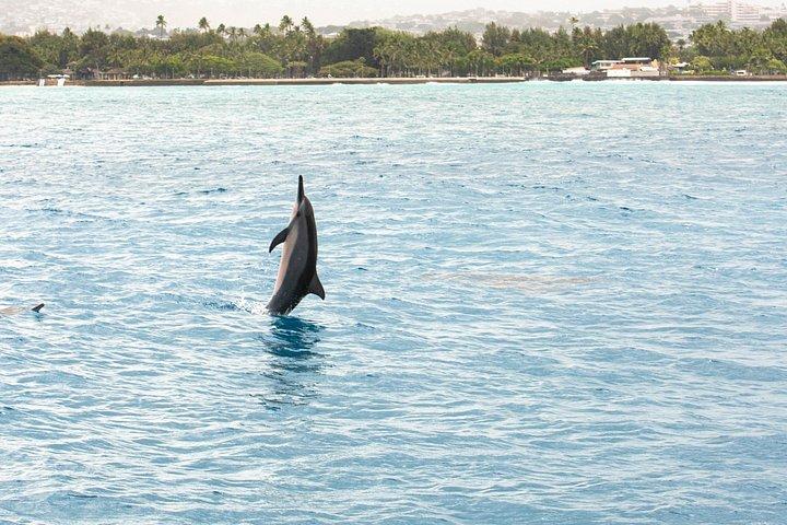 シーサファリ、イルカ、カメ、ワイキキクルーズ