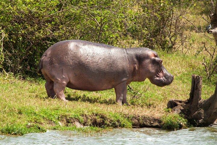 ダーバンからタラ猟犬保護区、ナタール公園、フェズルサファリ