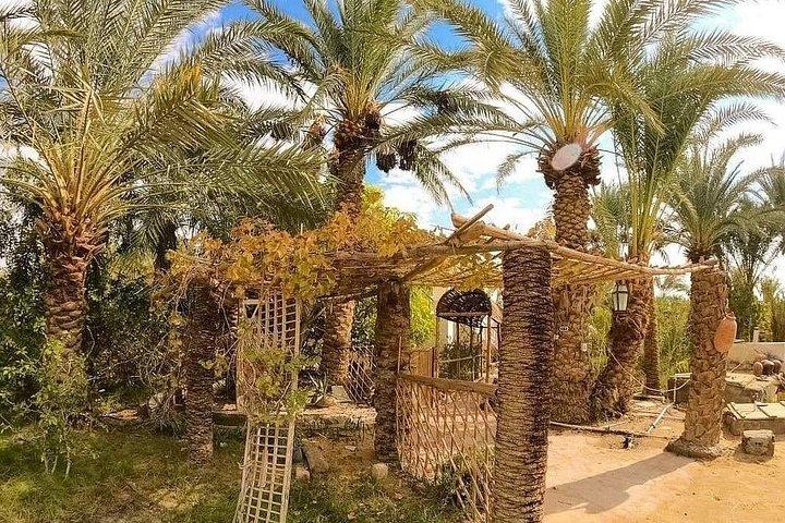 カイロ発ホワイトデザートとバハリヤオアシス2日間ツアー