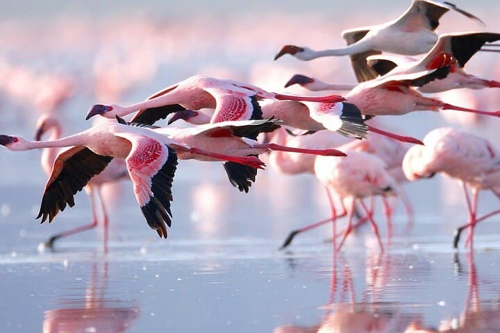 4 Day Safari to Maasai Mara and Nakuru in a Land Cruiser Tour