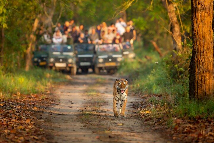 Kathmandu: 3 Days Chitwan Jungle Safari Private Tour