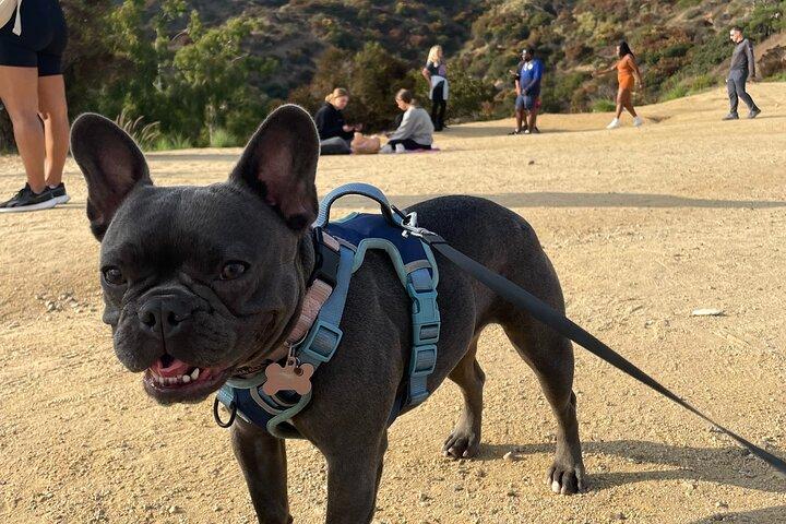 Hollywood Sign 2.5 - Tour de una hora con comediantes y sus perros