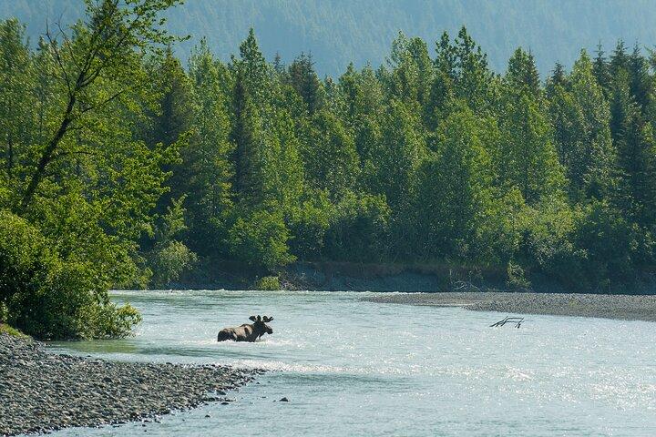 Turnagain Arm Highlights Photo Tour