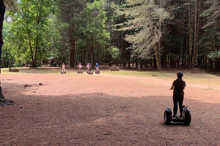 Launceston: Avventure sulle cime degli alberi di Hollybank - Segway Tour