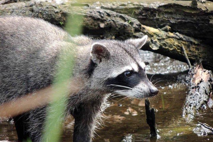 カウイタ国立公園ネイチャーウォーク＆滝ツアー