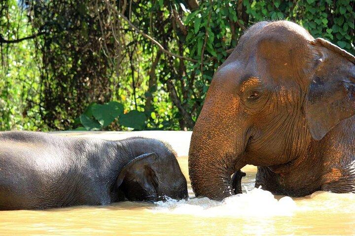 Elephant Sanctuary tour Pattaya meio dia sem passeios