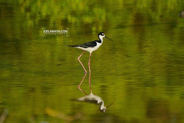 Roatan Birdwatching and Nature Adventure