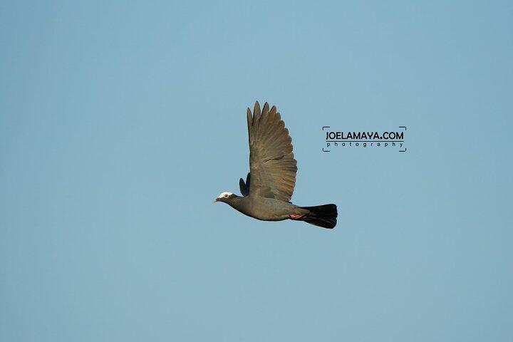 Roatan Birdwatching and Nature Adventure