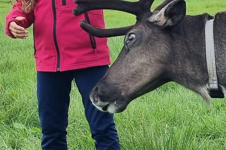 Sami Cultuur en Rendier Knuffels Ervaring