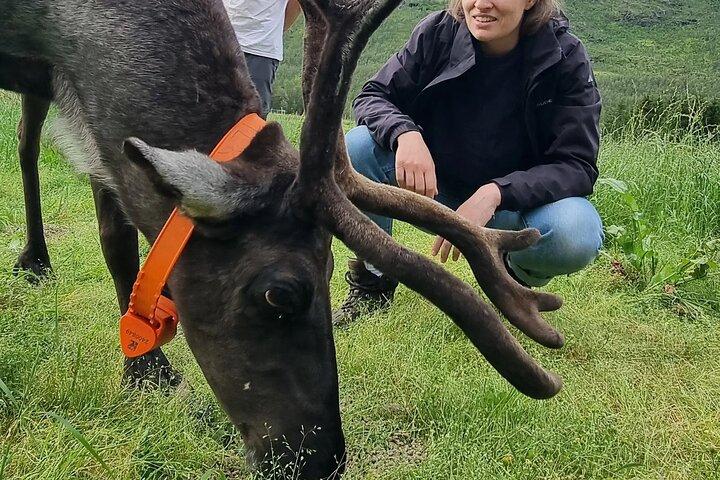 Sami Cultuur en Rendier Knuffels Ervaring