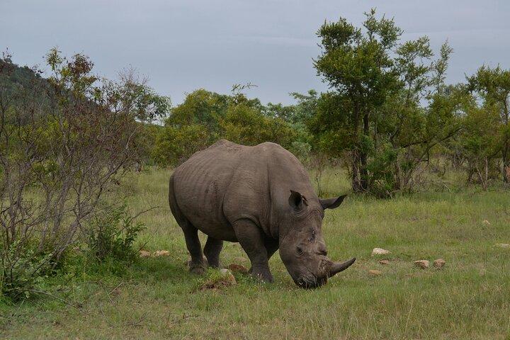 5-dagars gruppcampingsafari i Tanzanias djurparker